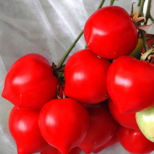 El híbrido que aconsejan los veraneantes es el tomate Tarasenko 2 y sus cualidades positivas
