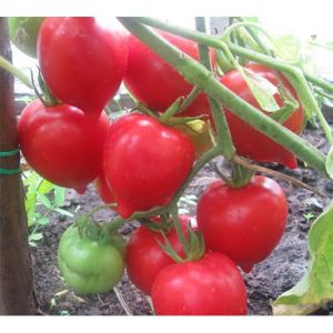 De hybride die zomerbewoners adviseren, is de Tarasenko 2-tomaat en zijn positieve eigenschappen