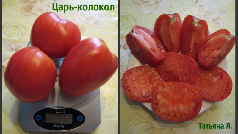 Grootvruchtige variëteit met een delicate smaak voor dieetvoeding - tomaat Tsaarbel