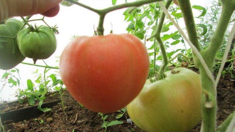 Large-fruited variety with a delicate taste for dietary nutrition - tomato Tsar bell