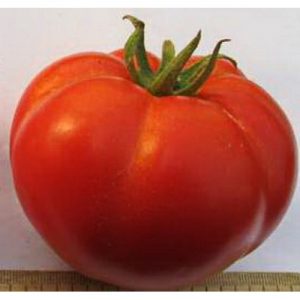 Um convidado de honra em sua área suburbana é um tomate Pessoa importante e suas vantagens sobre outras variedades