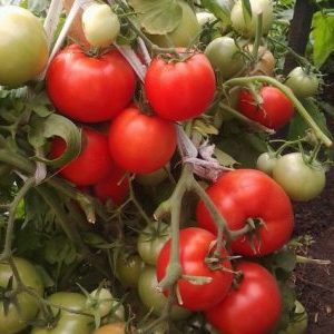 Um convidado de honra em sua área suburbana é um tomate Pessoa importante e suas vantagens sobre outras variedades