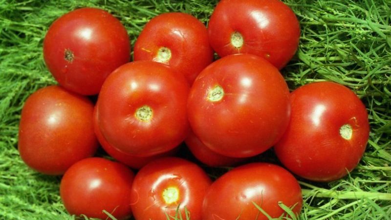 Como cultivar um tomate 323 de amadurecimento precoce de Volgogrado e como ele fará as delícias de um cultivador de vegetais