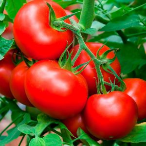 Ako pestovať volgogradské skoré zrenie paradajok 323 a ako poteší pestovateľa zeleniny