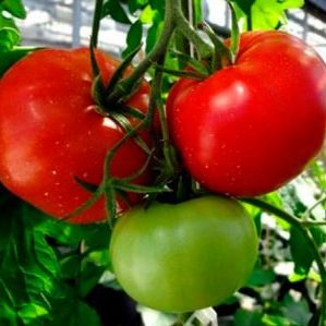 Kuinka kasvattaa Volgogradin varhaisessa vaiheessa kypsyvää tomaattia 323 ja kuinka se ilahduttaa vihannesten viljelijää