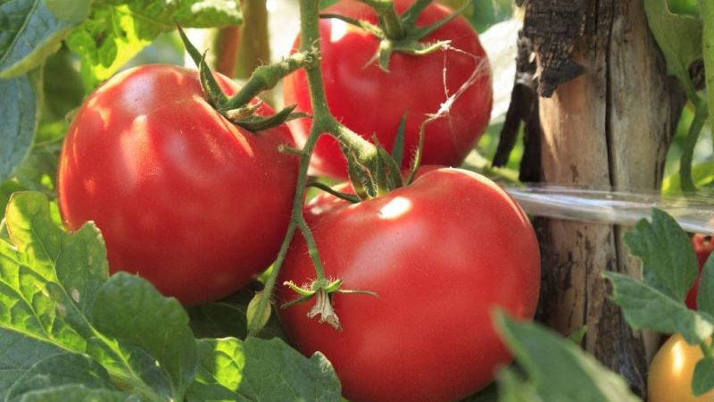 Como cultivar um tomate 323 de amadurecimento precoce de Volgogrado e como ele fará as delícias de um cultivador de vegetais