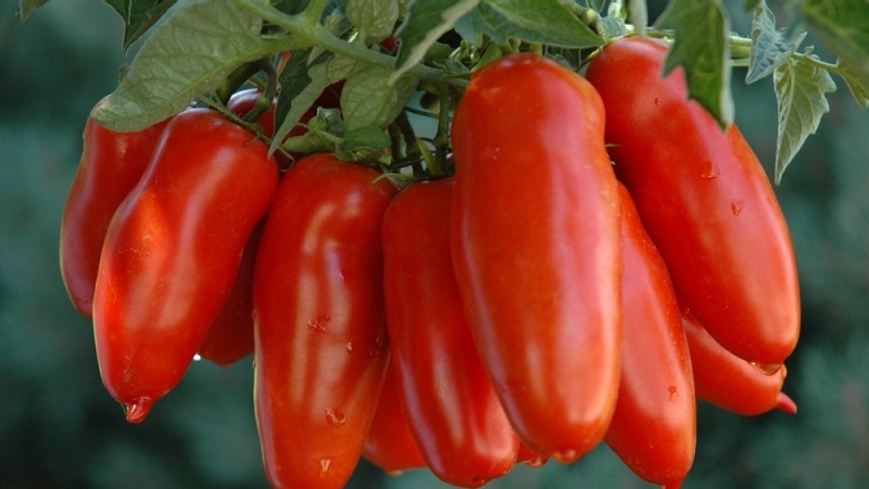 دقة زراعة الطماطم الفلفل العملاقة المذهلة بنجاح