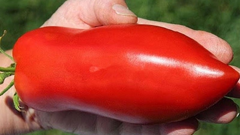 دقة زراعة الطماطم الفلفل العملاقة المذهلة بنجاح