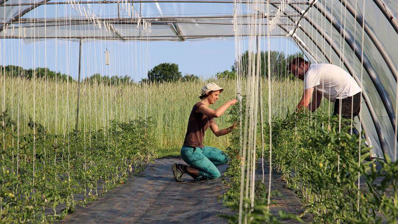 Nejlepší 6 nejlepších způsobů, jak uvázat rajčata ve skleníku: postupné pokyny a rady zkušených zahradníků