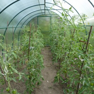 As 6 melhores maneiras de amarrar tomates em uma estufa: instruções passo a passo e conselhos de jardineiros experientes