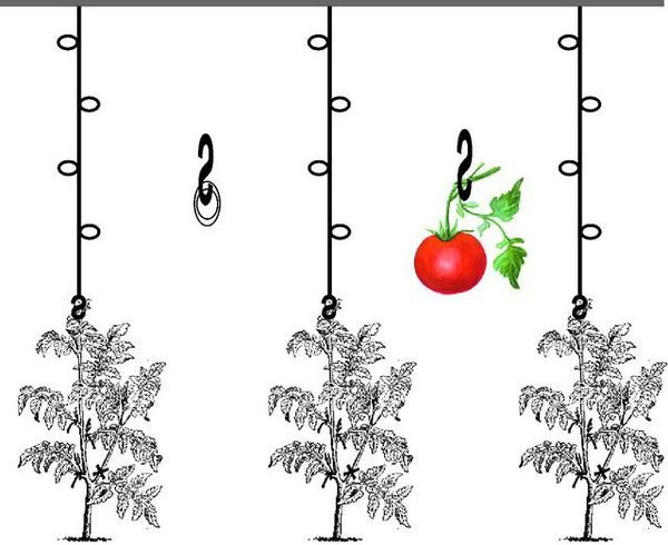 6 cách tốt nhất để buộc cà chua trong nhà kính: hướng dẫn từng bước và lời khuyên từ những người làm vườn có kinh nghiệm