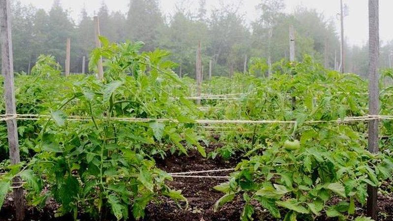6 najlepších spôsobov, ako uviazať paradajky v skleníku: podrobné pokyny a rady od skúsených záhradníkov