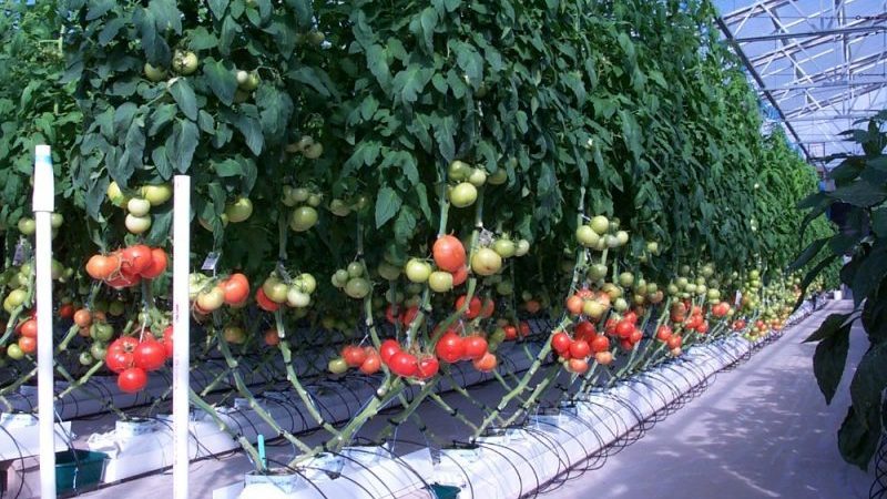 أفضل 6 طرق لربط الطماطم في دفيئة: إرشادات خطوة بخطوة ونصائح من بستانيين ذوي خبرة