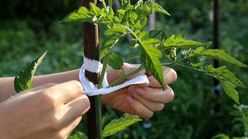 Las 6 mejores formas de atar tomates en un invernadero: instrucciones paso a paso y consejos de jardineros experimentados