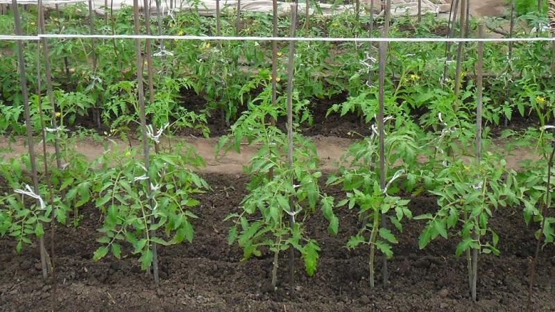 Die 6 besten Möglichkeiten, Tomaten in einem Gewächshaus zu binden: Schritt-für-Schritt-Anleitungen und Ratschläge von erfahrenen Gärtnern