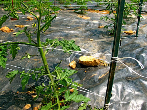 Bir serada domates bağlamanın en iyi 6 yolu: adım adım talimatlar ve deneyimli bahçıvanlardan tavsiyeler