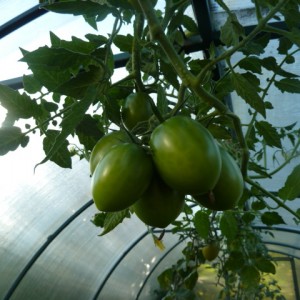Bakit ang mga kamatis ay pumutok kapag hinog sa isang greenhouse: kilalanin ang sanhi at epektibong labanan ito