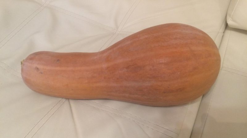 Mūsų svetainėje auginame vidutinio sezono moliūgų gitarą su dideliais vaisiais, kad būtų galima ilgai laikyti