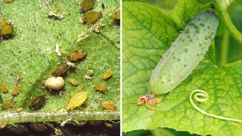 Essig ist das beste Volksheilmittel gegen Blattläuse auf Gurken