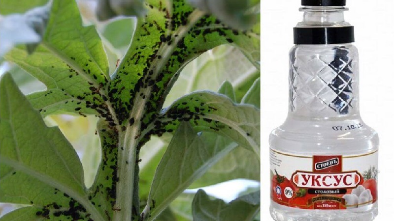 Vinegar is the best folk remedy for fighting aphids on cucumbers