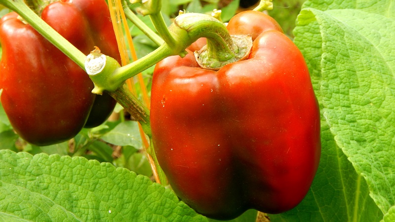 Nous cultivons sur le site l'un des types de poivrons doux les plus populaires - Kubyshka