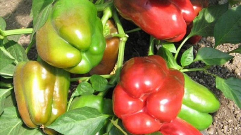 Vi odlar på webbplatsen en av de mest populära typerna av paprika - Kubyshka