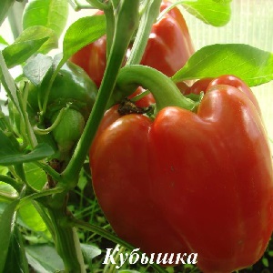 We grow on the site one of the most popular types of sweet peppers - Kubyshka