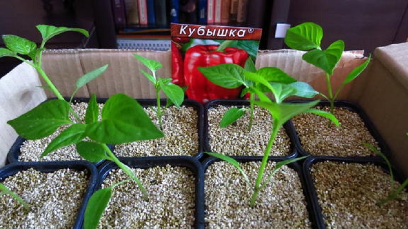 Na mjestu rastemo jedna od najpopularnijih vrsta slatke paprike - Kubyshka
