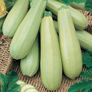 We grow the disease-resistant Aral zucchini correctly and break yield records