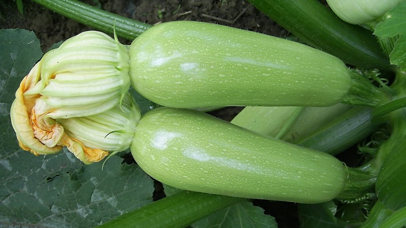 We grow the disease-resistant Aral zucchini correctly and break yield records