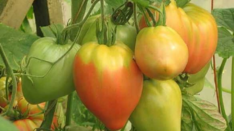 Frutos de alto rendimento e grandes com sabor delicado: tomate Águia coração - como cultivá-lo sem complicações