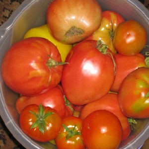 Grande produção e frutas grandes com um sabor delicado: tomate Águia coração - como cultivá-lo sem complicações