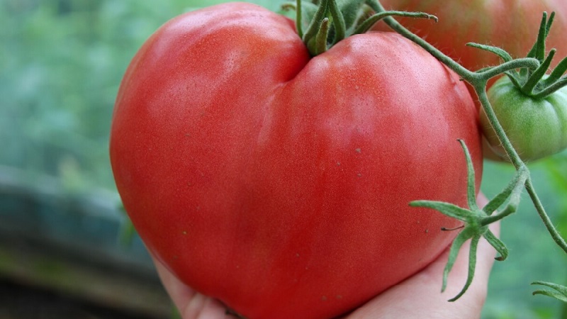 Hassas bir tada sahip yüksek verimli ve büyük meyveler: Domates Kartal kalbi - zahmetsizce kendiniz nasıl yetiştirebilirsiniz