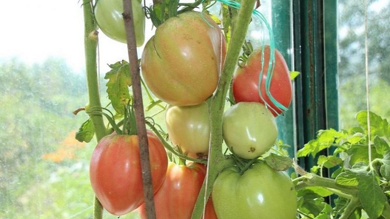 Frutos de alto rendimento e grandes com sabor delicado: tomate Águia coração - como cultivá-lo sem complicações
