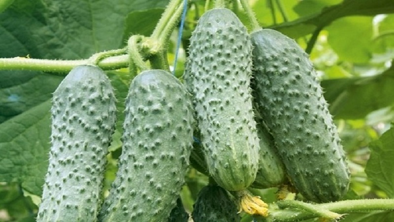 Cedric Dutch hybrid cucumber, recommended for greenhouse cultivation