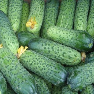 Cedric Dutch hybrid uhorka, odporúčaná na pestovanie v skleníkoch