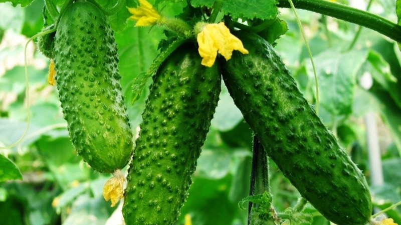 Een overzicht van een hybride van satijnkomkommers, die zelfs een beginner kan kweken