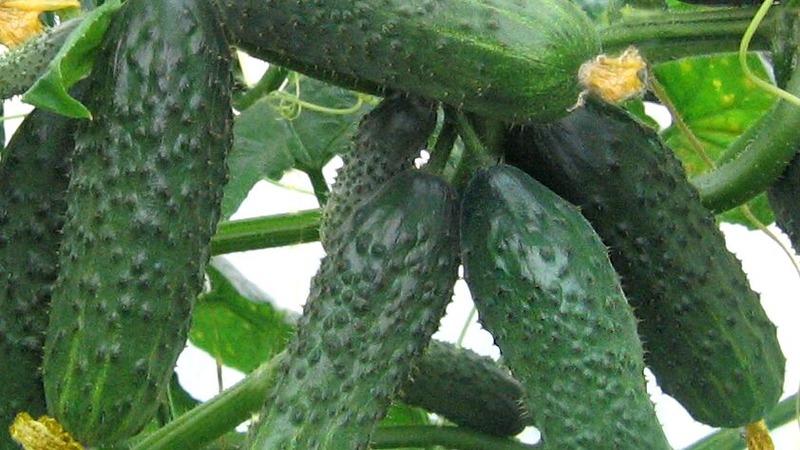 En oversikt over en hybrid av Satin agurker, som til og med en nybegynner takler å vokse