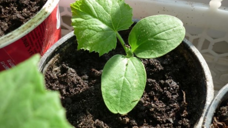 Satino agurkų hibrido, kurį auginti gali net pradedantysis, apžvalga