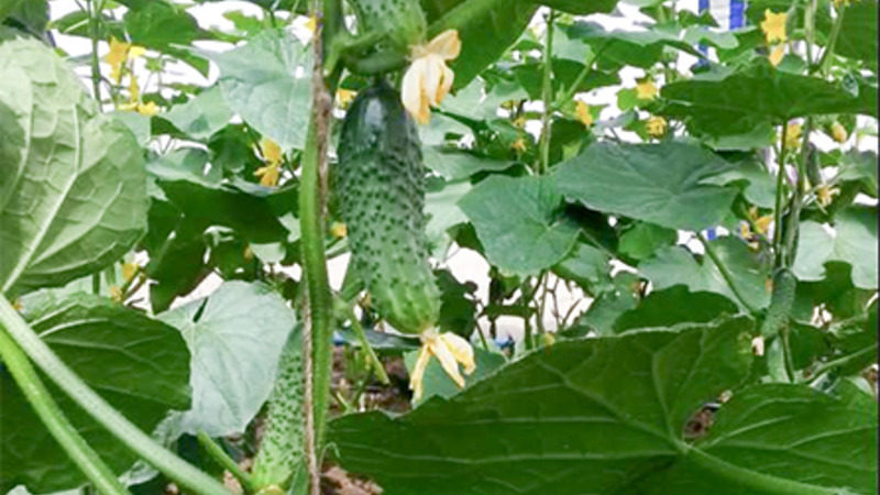 Áttekintés egy szatén uborka hibridjéről, amelyet még a kezdő is képes kezelni a termesztésre