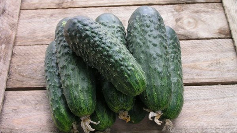 Satino agurkų hibrido, kurį auginti gali net pradedantysis, apžvalga
