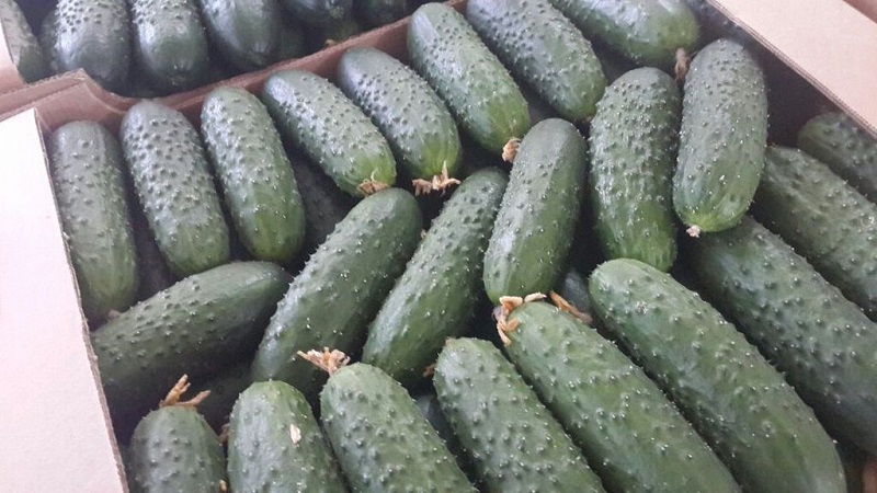 Waarom is de Bjorn-hybride komkommer goed en waarom is het de moeite waard om hem te kweken?