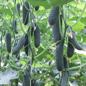 Why is the Bjorn hybrid cucumber good and why it is worth trying to grow it