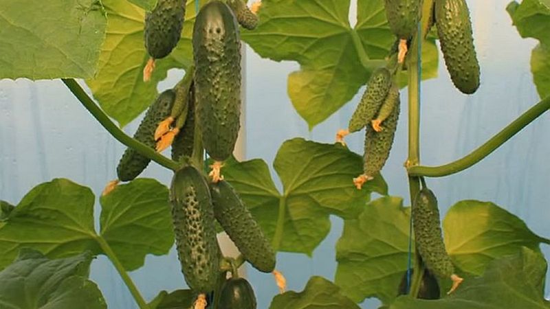 Pourquoi le concombre hybride Bjorn est-il bon et pourquoi il vaut la peine d'essayer de le cultiver