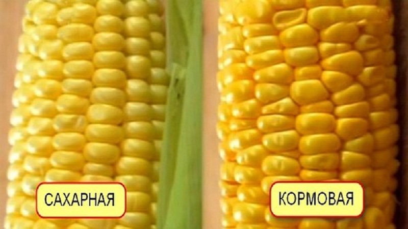 What is feed corn, how is it grown and where is it used