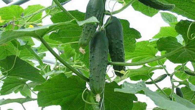 Examen du concombre hybride d'Emelya: avantages et inconvénients, caractéristiques de soin