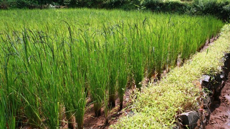 فوائد ومضار الأرز البري لجسم الإنسان