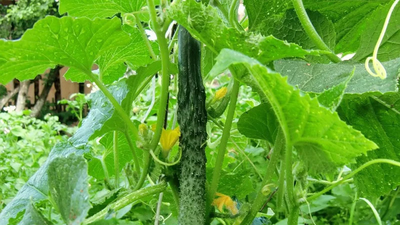 How to care for Chinese miracle cucumbers to get a great harvest?