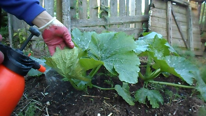 Hur, när och hur man matar en pumpa under blomning och frukt: råd från trädgårdsmästare och vanliga misstag