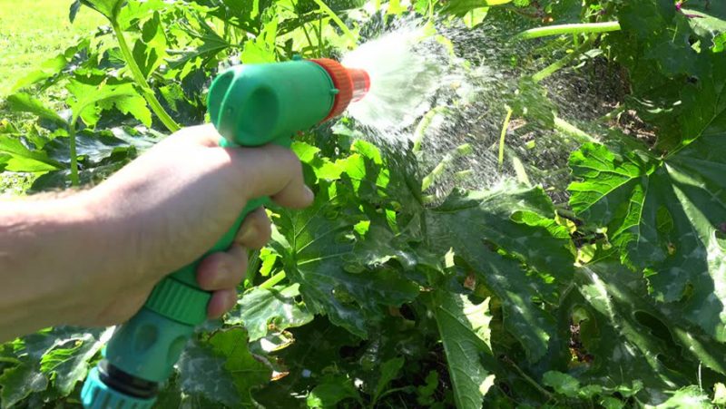 Πώς, πότε και πώς να ταΐσετε μια κολοκύθα κατά την ανθοφορία και την καρποφορία: συμβουλές από κηπουρούς και κοινά λάθη